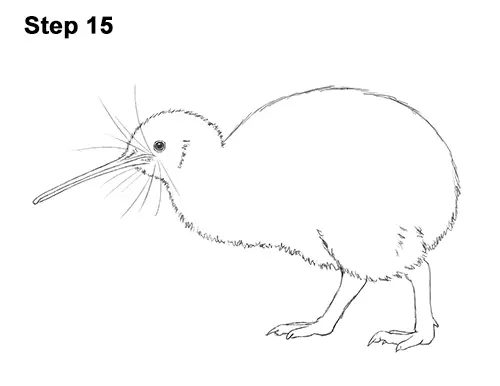 How To Draw A Kiwi Bird Easy Drawing Coloring Youtube - vrogue.co