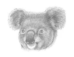 How to Draw a Koala Head Detail Portrait Face