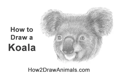 How to Draw a Koala Head Face Portrait
