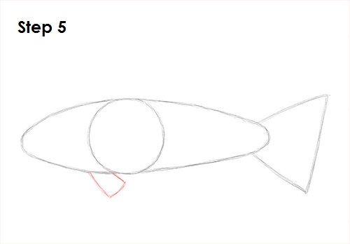 Draw Koi Fish 5