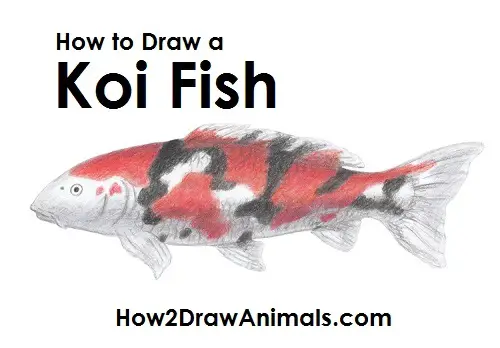 Draw Koi Fish