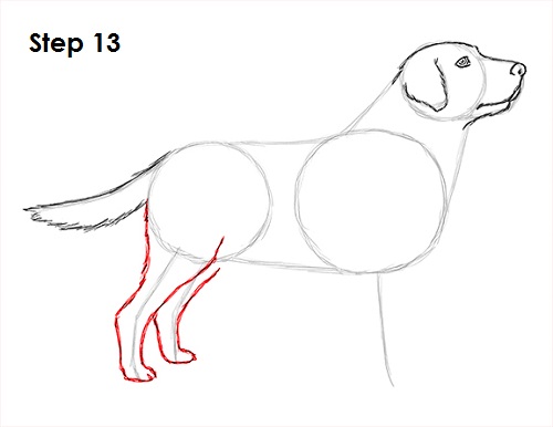 Draw Labrador Retriever 13