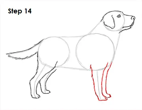 Draw Labrador Retriever 14