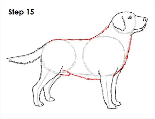 Draw Labrador Retriever 15