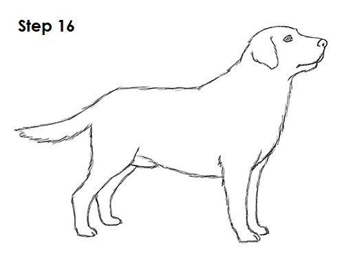 Draw Labrador Retriever 16