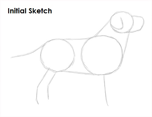 Draw Labrador Retriever Sketch