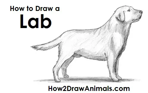 How to Draw a Labrador Retriever Dog