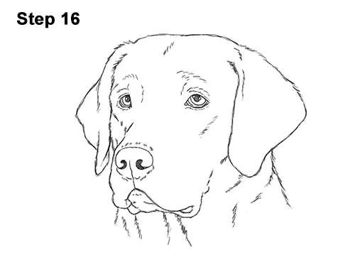 How to Draw Dog Labrador Retriever Head Portrait 16