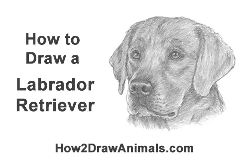 How to Draw Dog Labrador Retriever Head Portrait