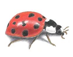 How to Draw a Ladybug Ladybird