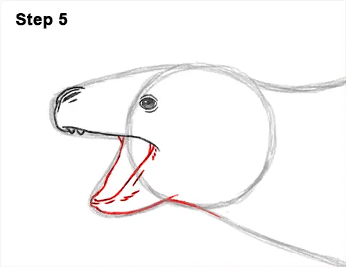 How to Draw a Sea Leopard Seal Side View 5