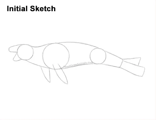 How to Draw a Sea Leopard Seal Side View Guides Lines