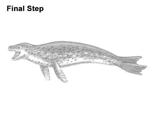 How to Draw a Sea Leopard Seal Side View