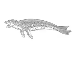 How to Draw a Leopard Seal Side View