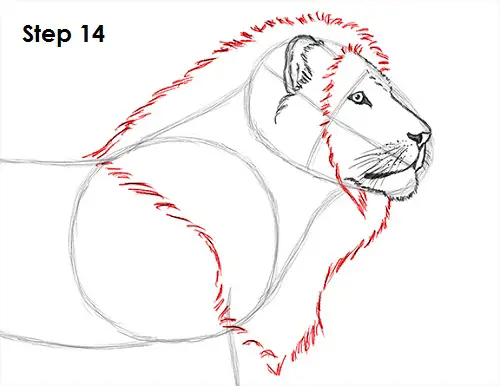 Draw Lion 14