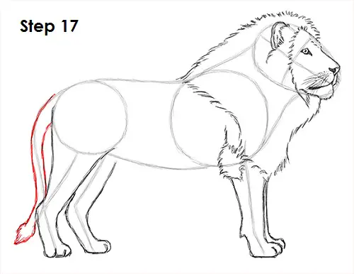 Draw Lion 17