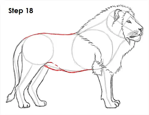 Draw Lion 18