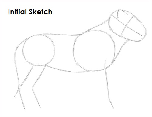 Draw Lion Sketch