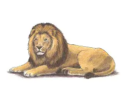 How to Draw a Lion Lying Down Color