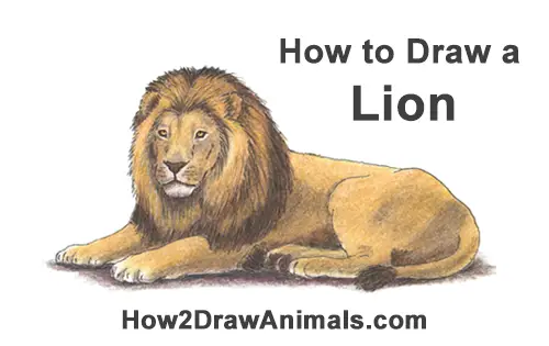 How to Draw a Lion Color Side Laying Lying Down