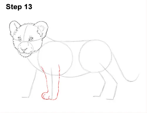 Draw Lion Cub 13