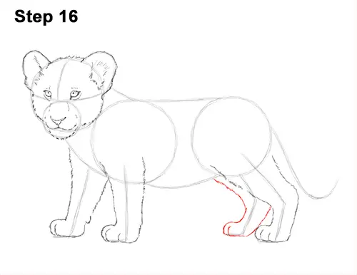 Draw Lion Cub 16
