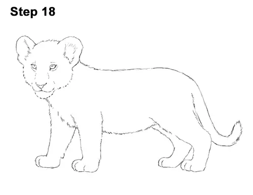 Draw Lion Cub 18