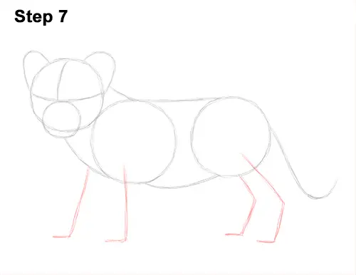 Draw Lion Cub 7
