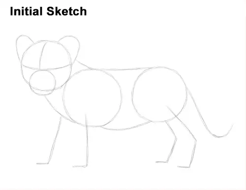 Draw Lion Cub Sketch