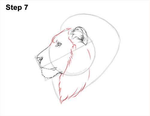 How to Draw a Lion Mane Head Detail Profile Portrait 7