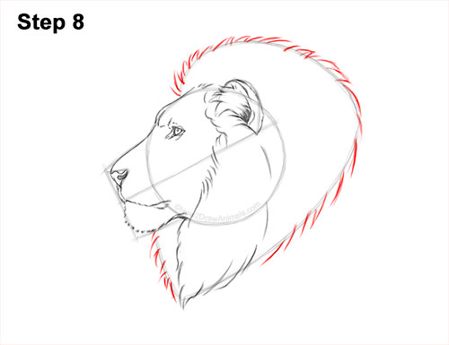 How to Draw a Lion Mane Head Detail Profile Portrait 8