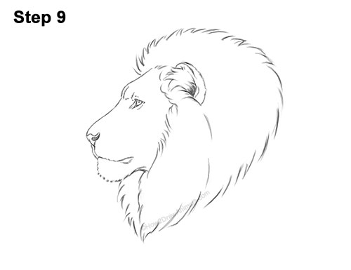 How to Draw a Lion Mane Head Detail Profile Portrait 9