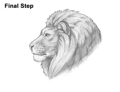 How to Draw a Lion Mane Head Detail Profile Portrait