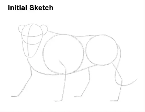 Draw Roaring Lion Initial Sketch