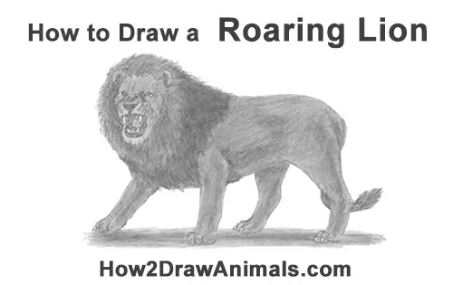 How To Draw A Lion Roaring