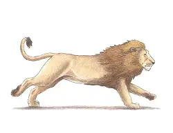 How to Draw a Lion Running Color Side