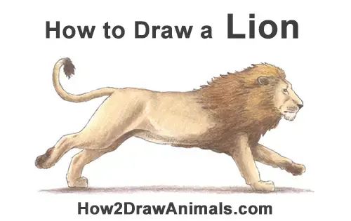 how to draw a realistic lion step by step