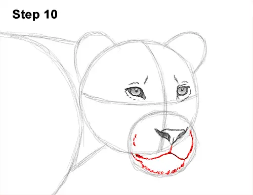 Draw Female Lion 10
