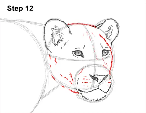 Draw Female Lion 12