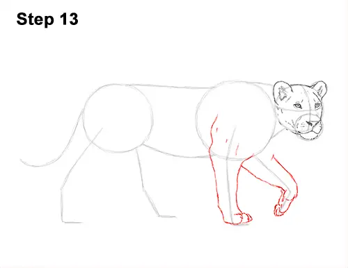Draw Female Lion 13
