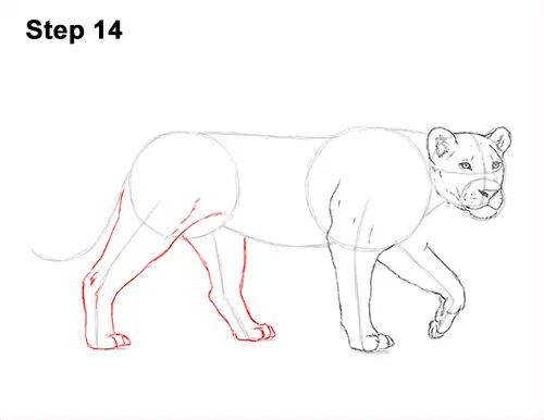 Draw Female Lion 14