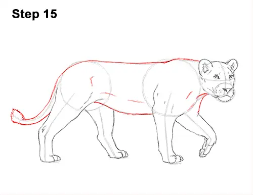 Draw Female Lion 15