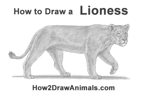 How to Draw a female Lion