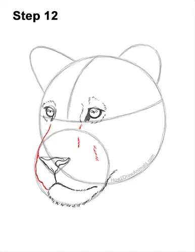 How to Draw a Lioness Head Face Portrait 12