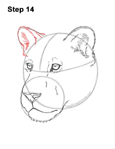 How to Draw a Lioness Head Face Portrait 14