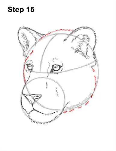 How to Draw a Lioness Head Face Portrait 15