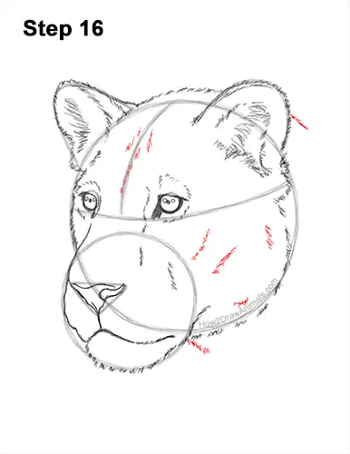 How to Draw a Lioness Head Face Portrait 16