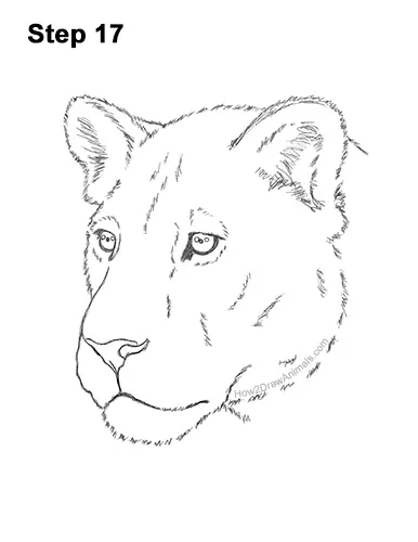 How to Draw a Lioness Head Face Portrait 17