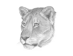 How to Draw a Lioness Female Lion Head Detail Portrait