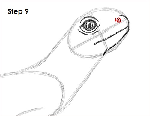 How to Draw a Lizard VIDEO & Step-by-Step Pictures